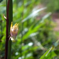 Eulophia nuda Lindl.